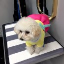 호텔스컴도그 화명점 이미지