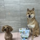 덴탈 케어 시스템 | 강아지 덴털 껌 플러그 오프 시스템 덴탈 케어본 민트(협찬/후기)