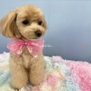 유폴 24시 애견셀프목욕 원주점 이미지