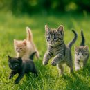 천사냥 | 고양이 성장과정 생애 주기에 따른 사춘기 냥춘기 관리법