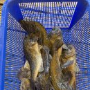 명성슈퍼 | 충남 서산 바다좌대낚시 추천, 명성바다좌대낚시 다녀왔어요!