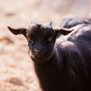 대웅흑염소 이미지