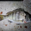 지에스(GS)25 강릉강문점 이미지