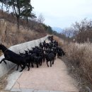 달뜨기흑염소목장 이미지