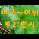 머위 새순 발견! 머위모종 뿌리 심기, 머구 새순 머구 종근 이미지
