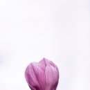 피어,나 이미지