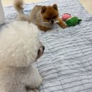 유성애견호텔 이미지