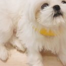 my fluffy(마이 플러피)
