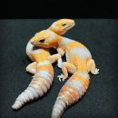 게코라운지