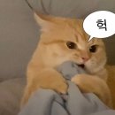 김일승의 영어 발음 연구소 2 | 카톡으로 쉽게 영어배울 수 있는 앱 추천 &lt;라이티&gt; 후