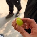 해안초등학교 | 대구 농장체험 귤따기 체험 별그린농원 예약 주차장