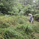 포항시남구8 | 포항시 남구 이동 벌초대행 후기