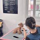 수 애견미용 이미지