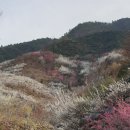 라요 Daum카페