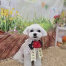 김포24시힐동물의료센터 이미지