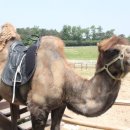 태성목장 이미지