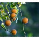 금강여인숙 이미지