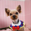 소망애견미용실 이미지