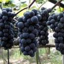 삼백농업농촌테마공원 이미지