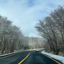 주정차CCTV-서인사거리 | 겨울 제주 여행 1100고지 실제 방문 후기｜렌트카 CCTV 주차 정보