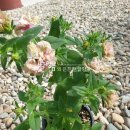 (주)하나마이 이미지