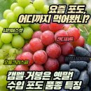 카페프리헷매탄한국점 | 요즘 포도, 어디까지 먹어봤니? 캠벨·거봉은 옛말! 대세 수입 포도 품종 특징 & 사진 가이드