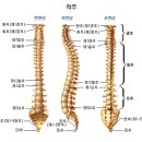 척추뼈를 바로잡는 방법 이미지