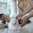 탑클래스 퍼피 이미지