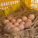 선배농장 이미지