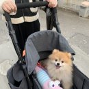 호두데이 이미지