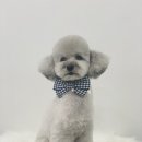 펫밀리샵 이미지