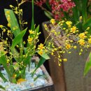 환타지아 이미지