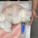 제갈견 동물병원 이미지