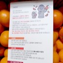 순연농장 | 제주순연농장 제주감귤, 귤10kg