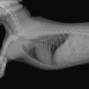 마송동물병원 이미지