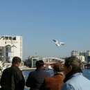 부산갈매기 이미지