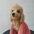 삐삐애견샵 이미지