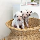 개냥이네 노원본점 | 가족 같은 강아지를 만난 노원 애견분양 후기