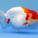 홍백농장 이미지