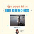 연포해수욕장(송림) | 태안 연포해수욕장 물놀이 조개캐기 맘모스펜션 숙박