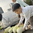 💚🥬👩🏻‍🌾텃밭활동 배추수확🧑🏻‍🌾🥬💚 이미지