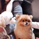 몽크의 아뜰리에 | 위례 신도시 DDD애견카페 다녀온 후기!