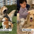 도그천사 이미지