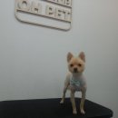 뽀미 애견 미용샵 이미지