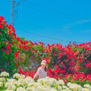 형산강 장미원 | 포항 여행 영일대 장미원 vs 형산강 장미 당일치기 코스 주차