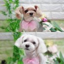 복돌이애견 이미지