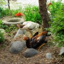 금화농원 이미지