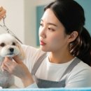 김쌤애견