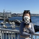 루나독(Luna dog) | 캐나다에서 미국으로 반려동물과 함께 육로 이동 시 준비해야할 서류 3가지 총정리 (마이크로칩, 광견병...