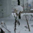 들꽃피네